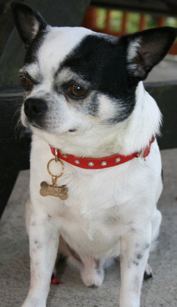 1085 identyfikator adresówka dla psa kość złota