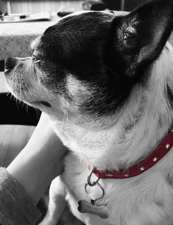 1085 identyfikator adresówka dla psa kwiatszek srebrny