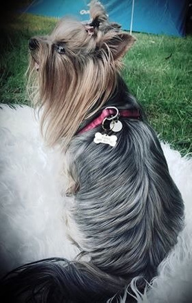 1085 identyfikator adresówka dla psa serce płaskie srebrne