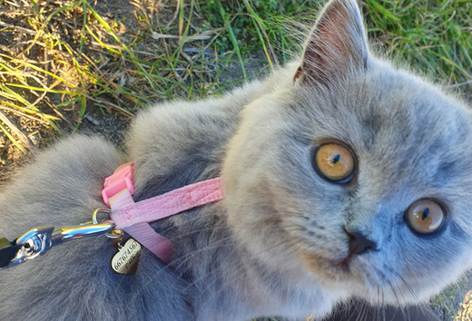 1085 identyfikator adresówka stalowa dla psa złote serce płaskie